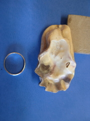 Magallana angulata