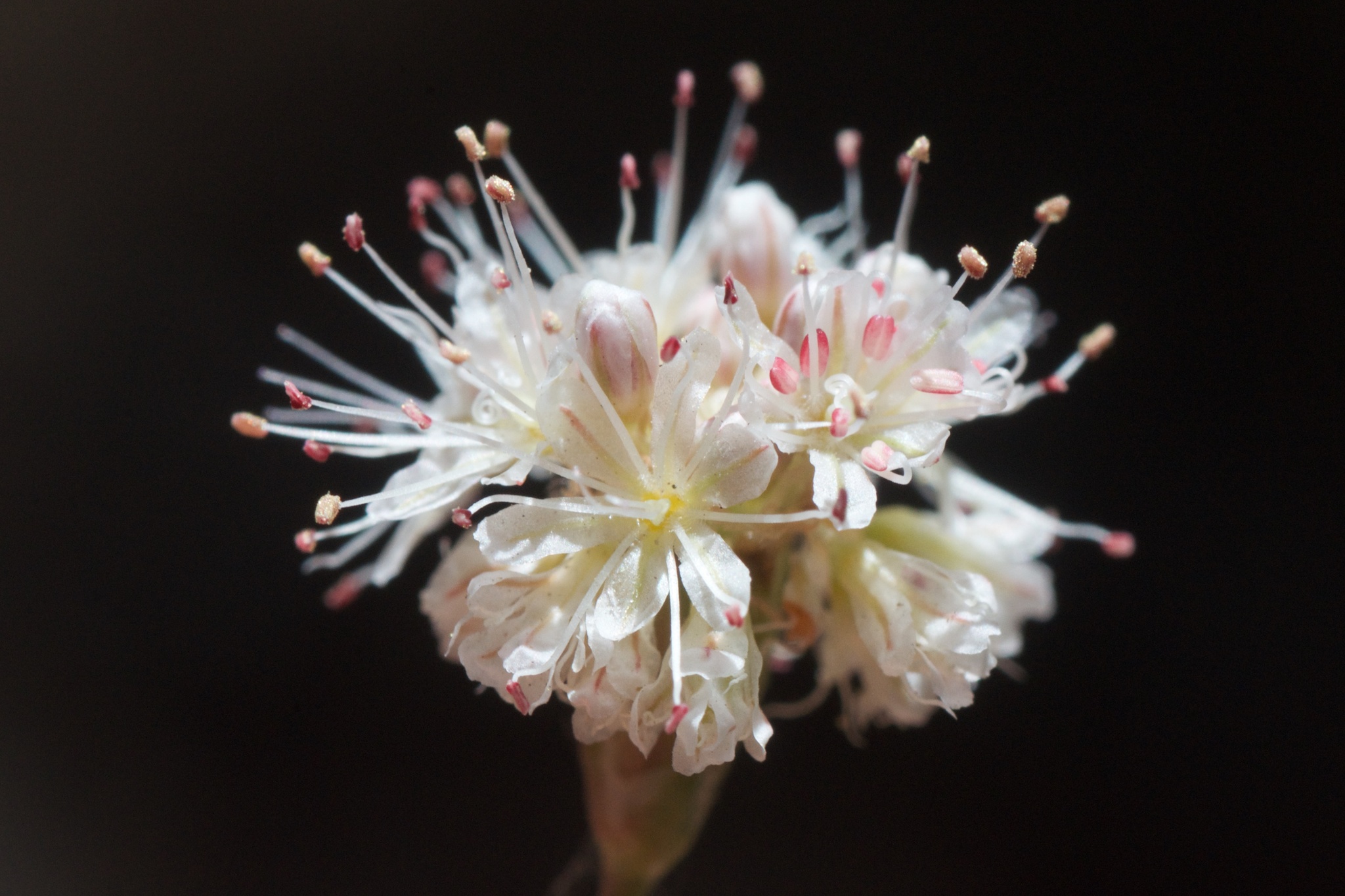 Eriogonum molestum
