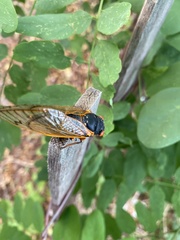 Magicicada septendecim