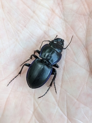 Pasimachus punctulatus