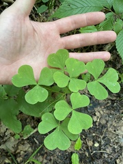 Oxalis illinoensis