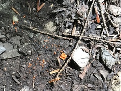 Pulvinula convexella