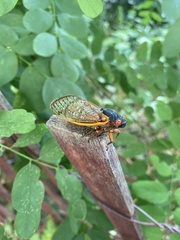 Magicicada septendecim