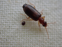 Dromius