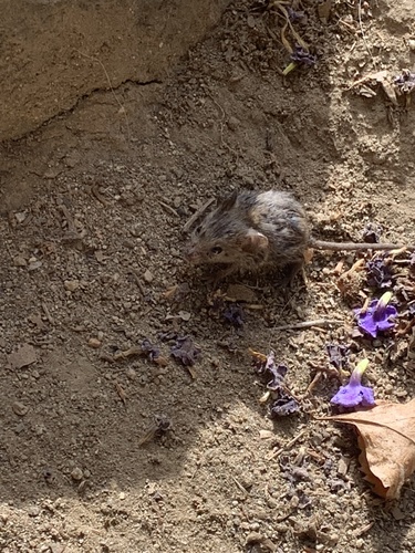 photo of Western Harvest Mouse (Reithrodontomys megalotis)