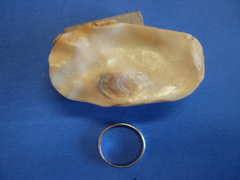 Magallana angulata