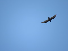 Cathartes aura