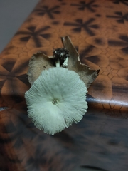 Leucocoprinus
