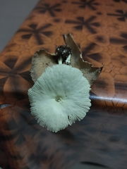Leucocoprinus