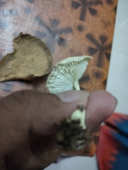 Leucocoprinus
