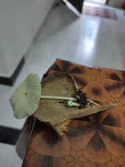 Leucocoprinus