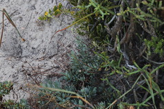 Othonna coronopifolia