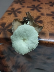 Leucocoprinus