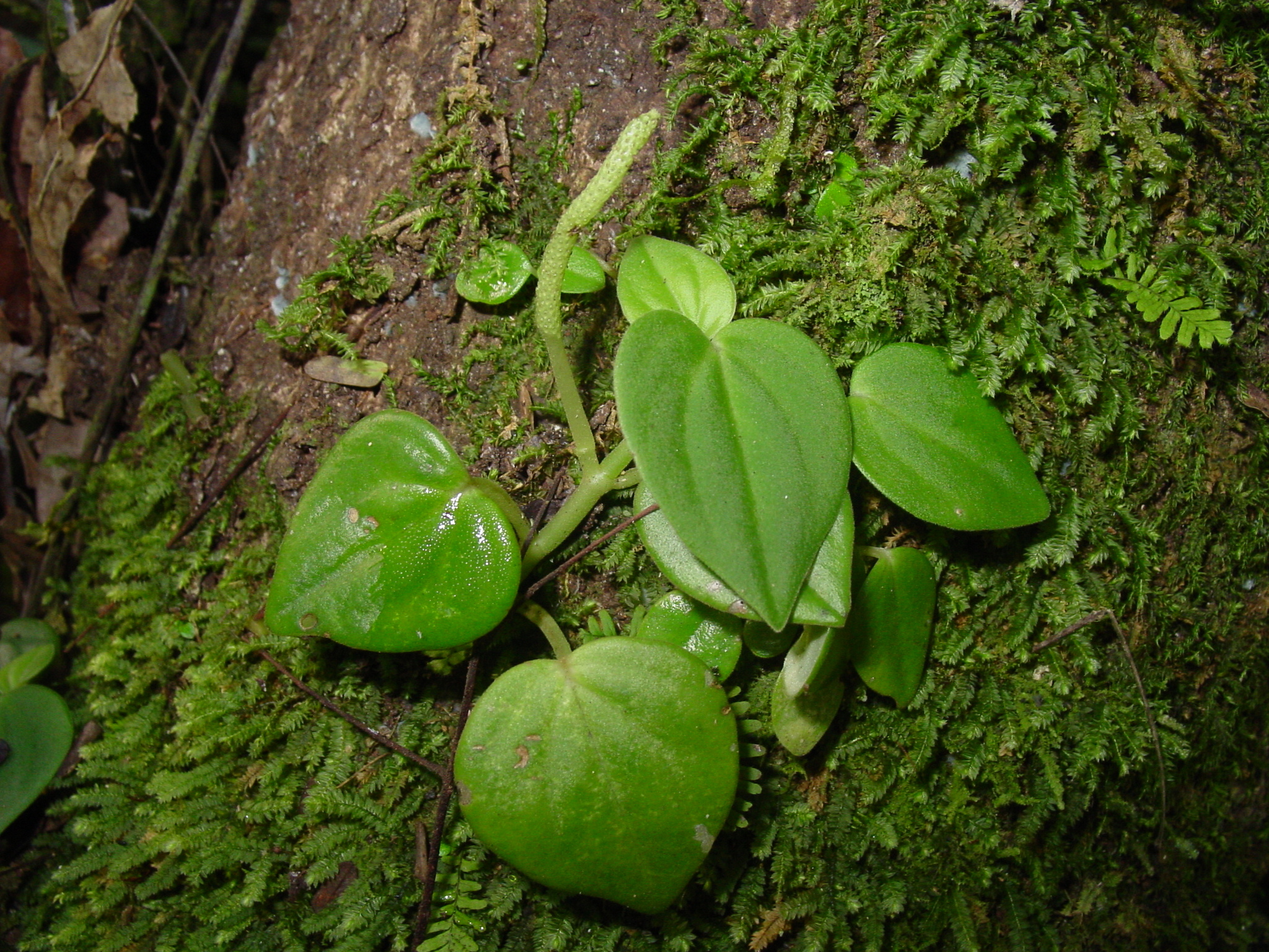 Peperomia urocarpa