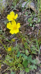 Leptosyne stillmanii