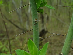 Pereskiopsis blakeana