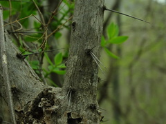 Pereskiopsis blakeana