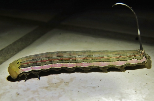 Isognathus scyron
