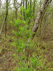Pereskiopsis blakeana