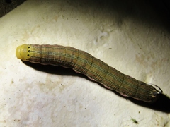Isognathus scyron
