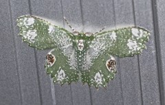 Eucyclodes fascinans