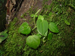 Peperomia urocarpa
