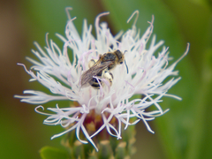 Halictus fulvipes
