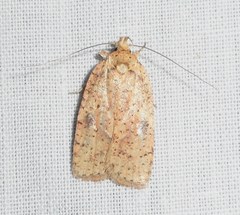Agonopterix flavicomella