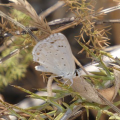Polyommatus albicans