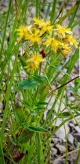 Hypericum ellipticum