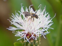 Halictus fulvipes