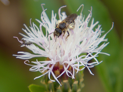Halictus fulvipes
