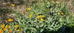 Senecio heterotrichius