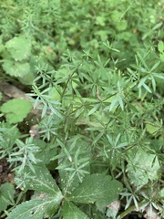 Galium concinnum
