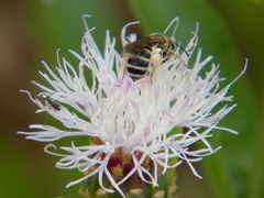Halictus fulvipes