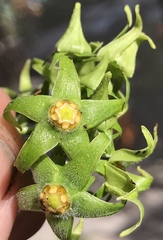 Gonolobus taylorianus