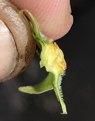 Gonolobus taylorianus