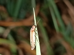 Photinus signaticollis