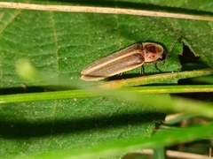 Photinus signaticollis