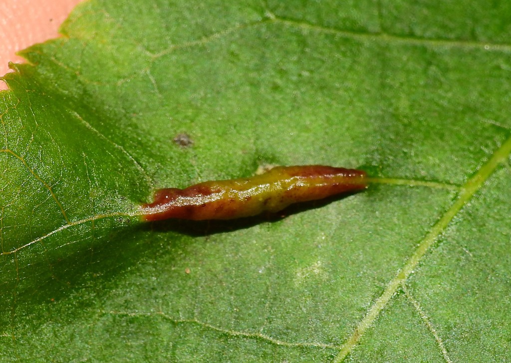 Phylloxera caryaevenae