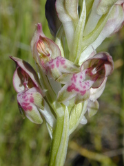 Anacamptis coriophora fragrans