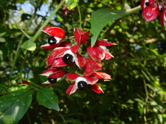 Paullinia meliifolia