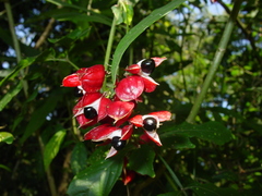 Paullinia meliifolia