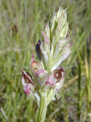 Anacamptis coriophora fragrans