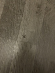 Steatoda grossa