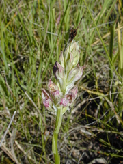 Anacamptis coriophora fragrans