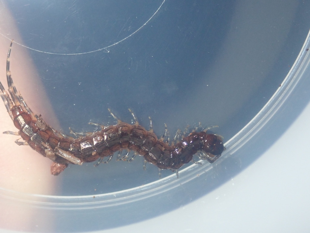 Otostigmus ateles