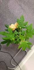Abutilon × hybridum