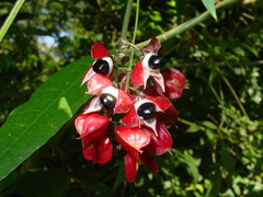 Paullinia meliifolia