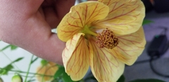 Abutilon × hybridum